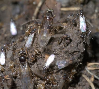 Lasius neoniger photo 1