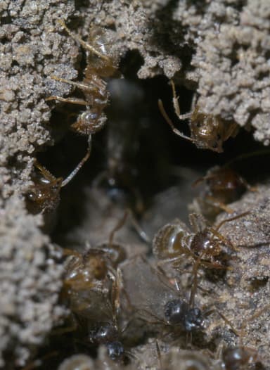 Lasius neoniger photo 2
