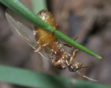 Lasius neoniger photo 5
