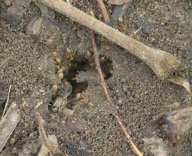Lasius neoniger photo 6