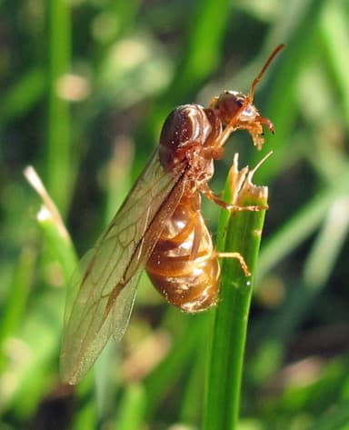 Lasius neoniger — queen photo 7