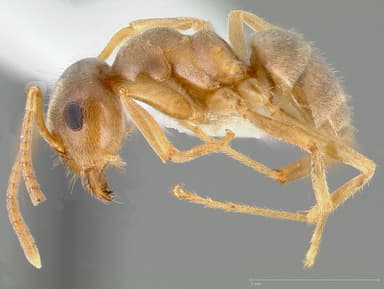 Lasius neoniger — queen photo 13