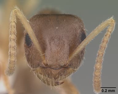 Lasius neoniger — queen photo 14