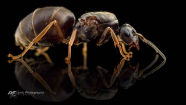Lasius niger — queen photo 3