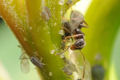 Lasius niger photo 81