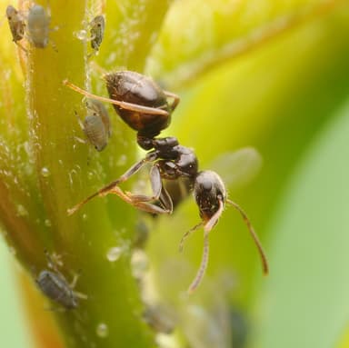 Lasius niger photo 83