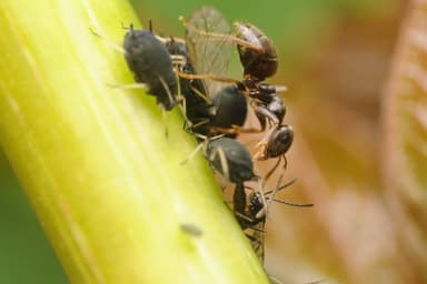 Lasius niger photo 84