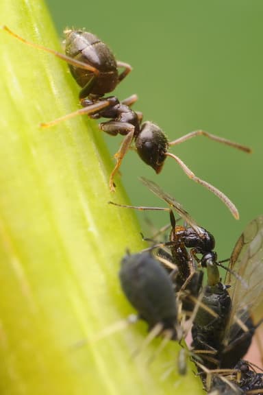 Lasius niger photo 85