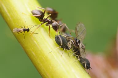 Lasius niger photo 86