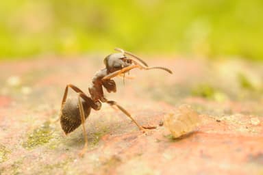 Lasius niger photo 87