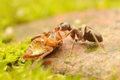 Lasius niger photo 88