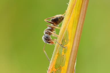Lasius niger photo 89