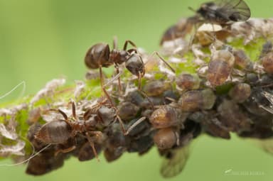 Lasius niger photo 90