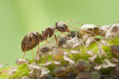 Lasius niger photo 91