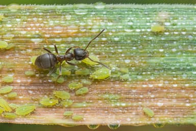 Lasius niger photo 92