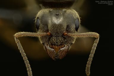 Lasius niger photo 26