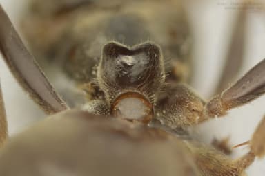 Lasius niger photo 28