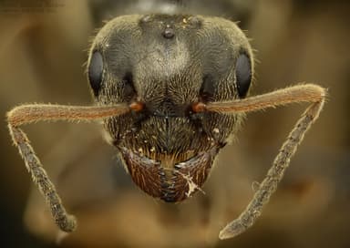 Lasius niger photo 30