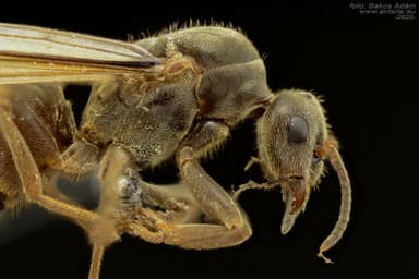 Lasius niger photo 31