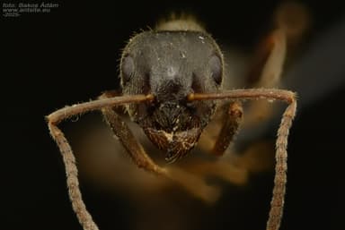Lasius niger photo 32