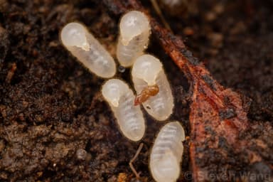 Lasius niger — colony photo 33
