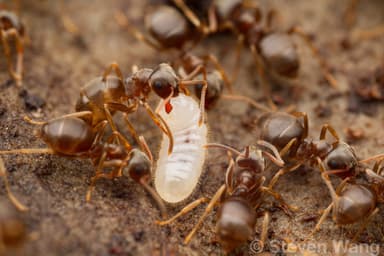 Lasius niger — colony photo 34