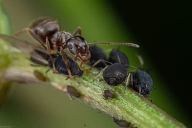 Lasius niger photo 35