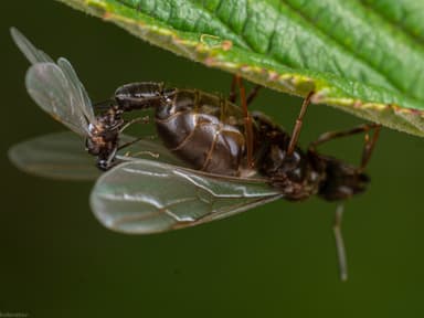 Lasius niger photo 36