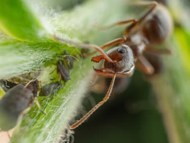 Lasius niger photo 37