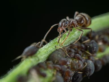Lasius niger photo 38