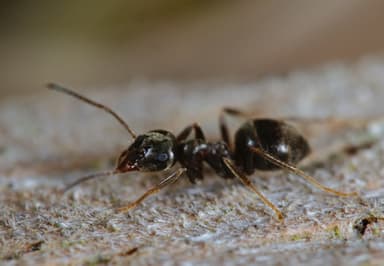 Lasius niger photo 39