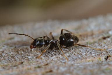 Lasius niger photo 40