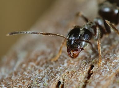 Lasius niger photo 41