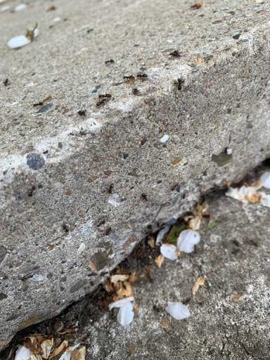 Lasius niger photo 43