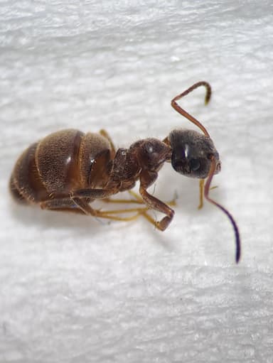 Lasius niger photo 44