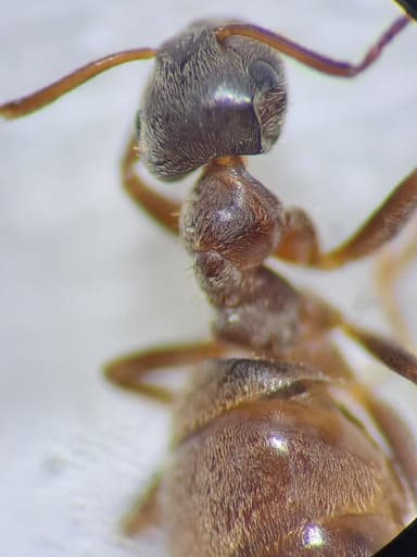 Lasius niger photo 47