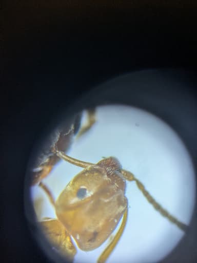 Lasius niger photo 51