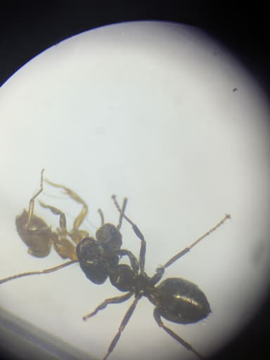Lasius niger photo 52
