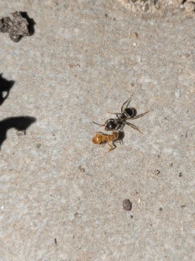 Lasius niger photo 53