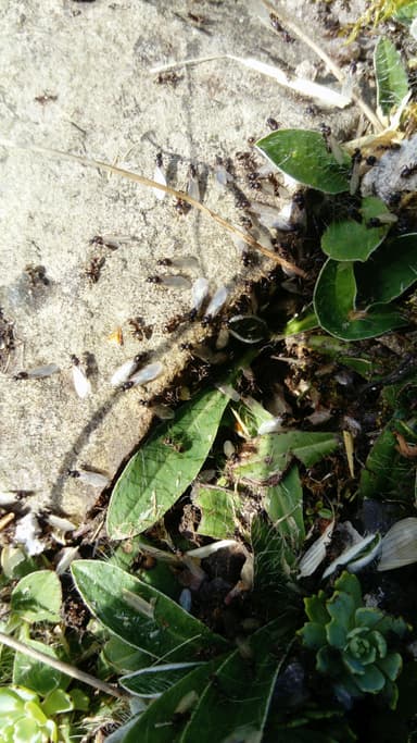 Lasius niger photo 57