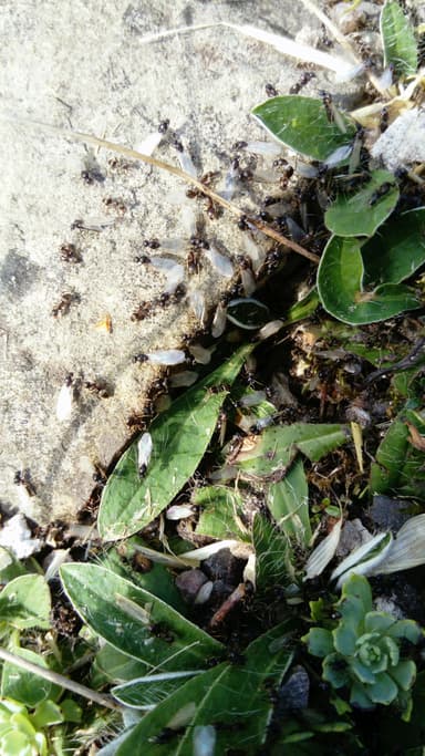 Lasius niger photo 58