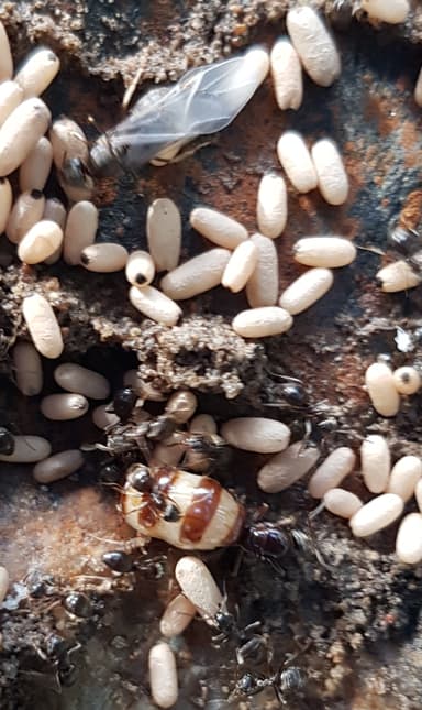 Lasius niger photo 59