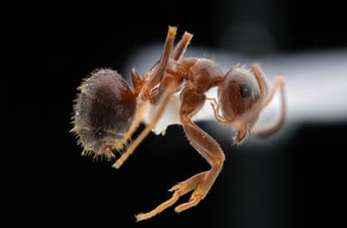 Lasius niger photo 62