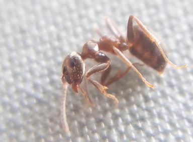 Lasius niger — worker photo 65
