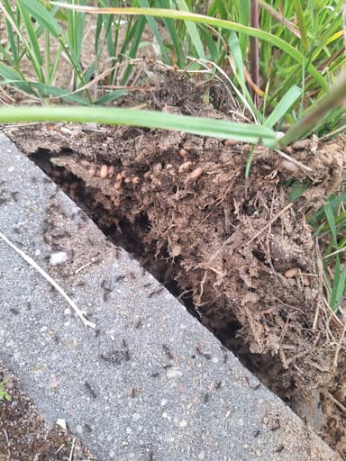 Lasius niger photo 67