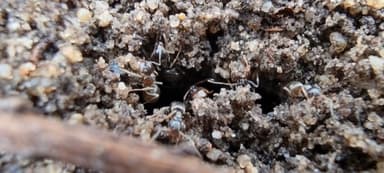 Lasius niger — colony photo 71