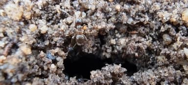 Lasius niger — colony photo 72