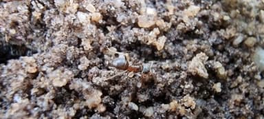Lasius niger — colony photo 74