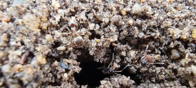 Lasius niger — colony photo 76