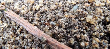 Lasius niger — colony photo 77
